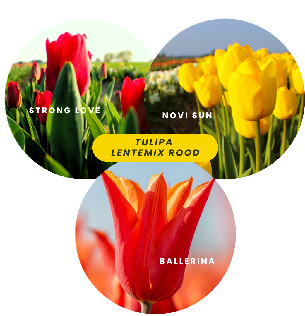 Lentemix Tulipa Rood, Geel & Oranje 50 stuks