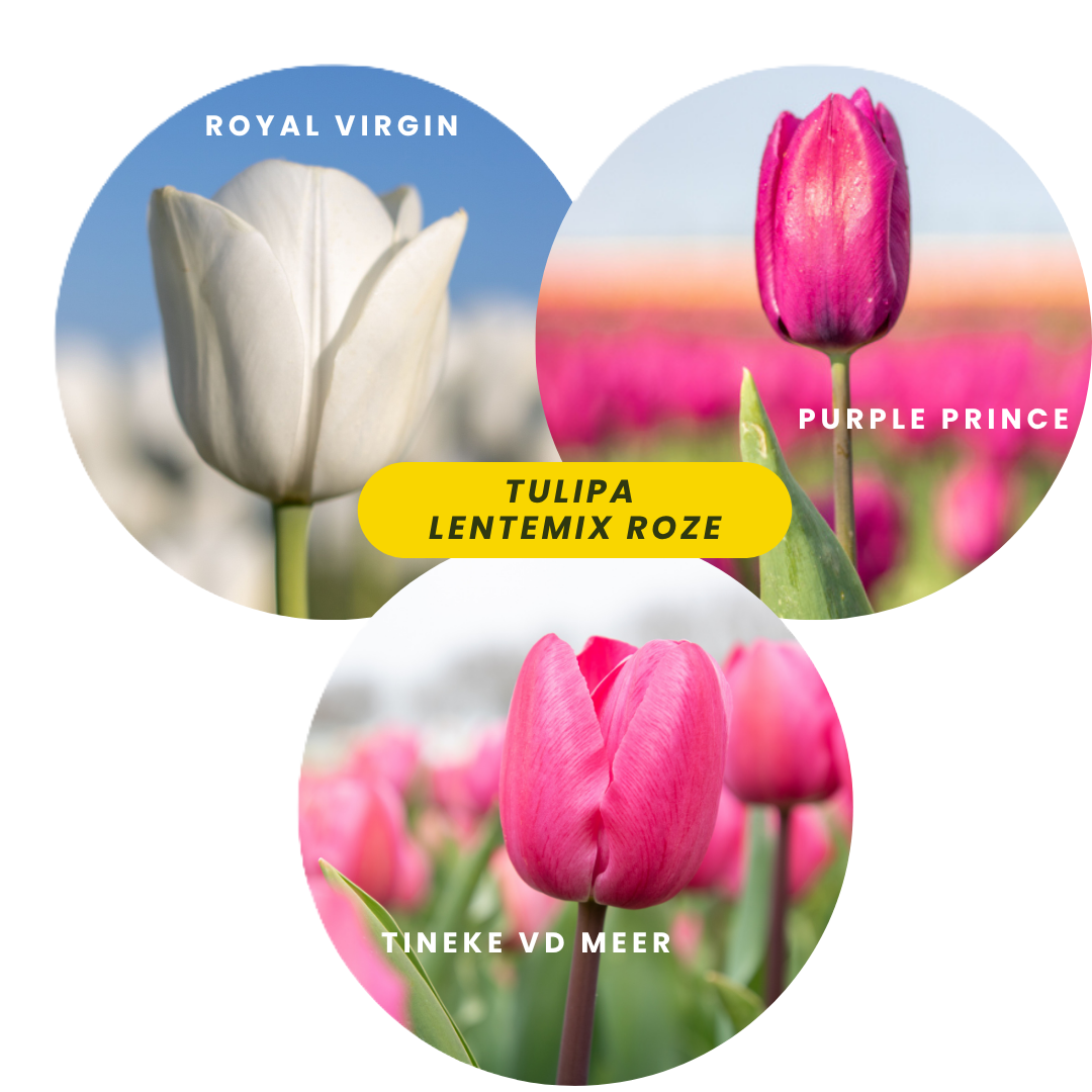 Lentemix Tulipa Roze, Paars & Wit 50 stuks