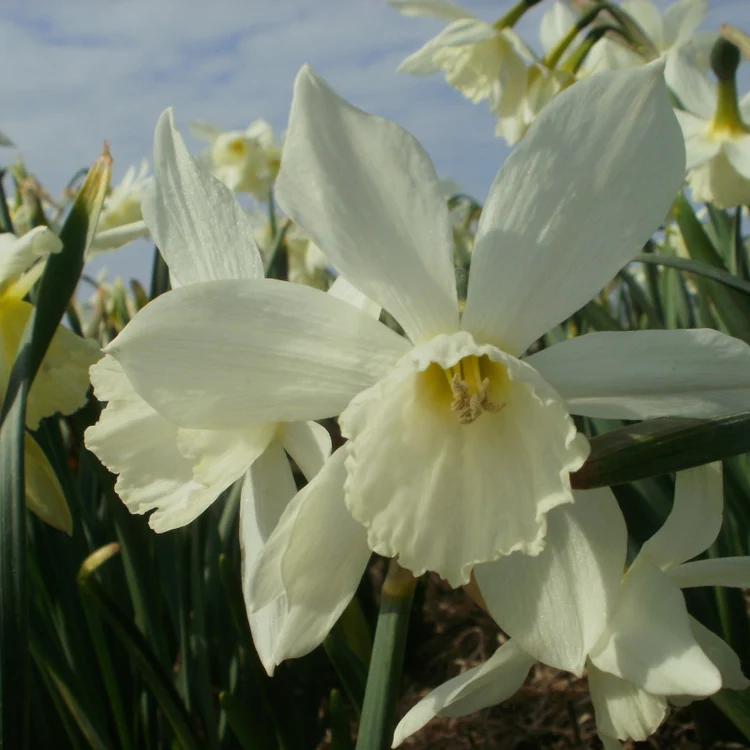 Thalia 10 stuks