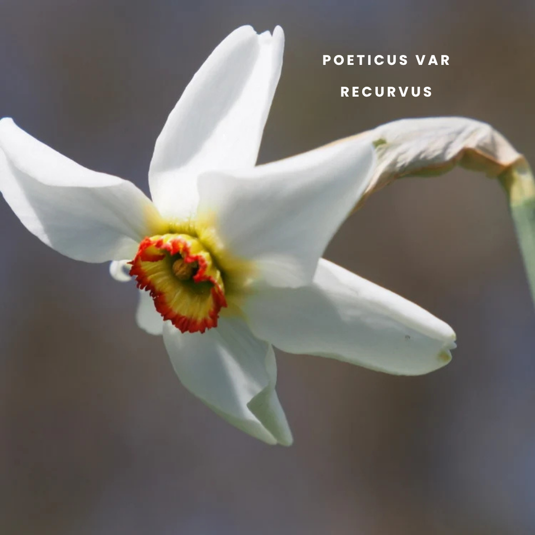 Narcis Recurvus poeticus - 10 stuks