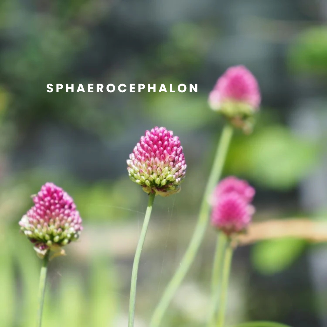Allium - Sphaerocephalon 10 stuks