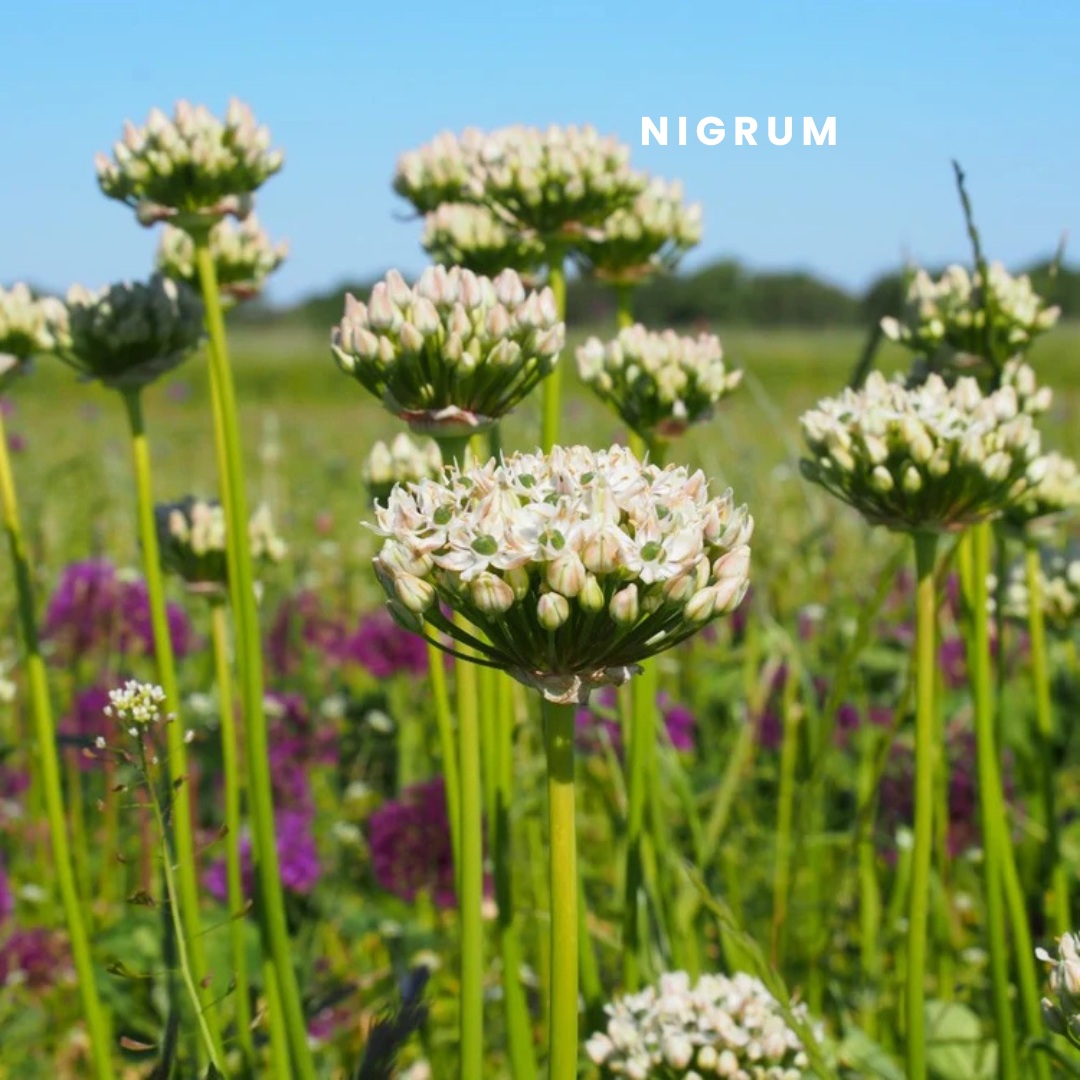 Allium Nigrum