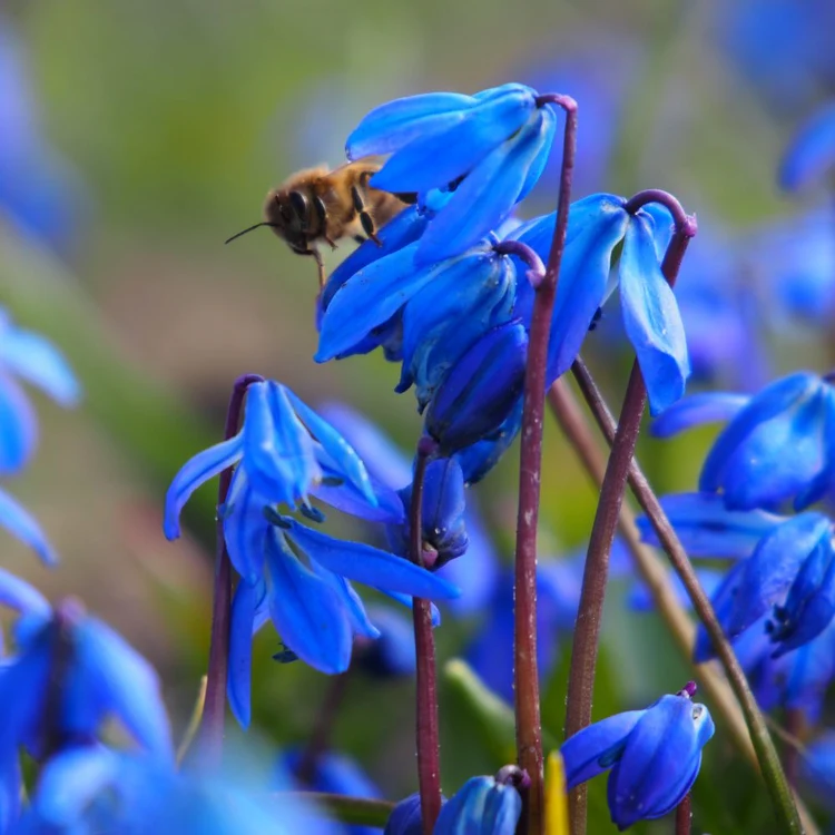 BIO Scilla siberica 30 stuks