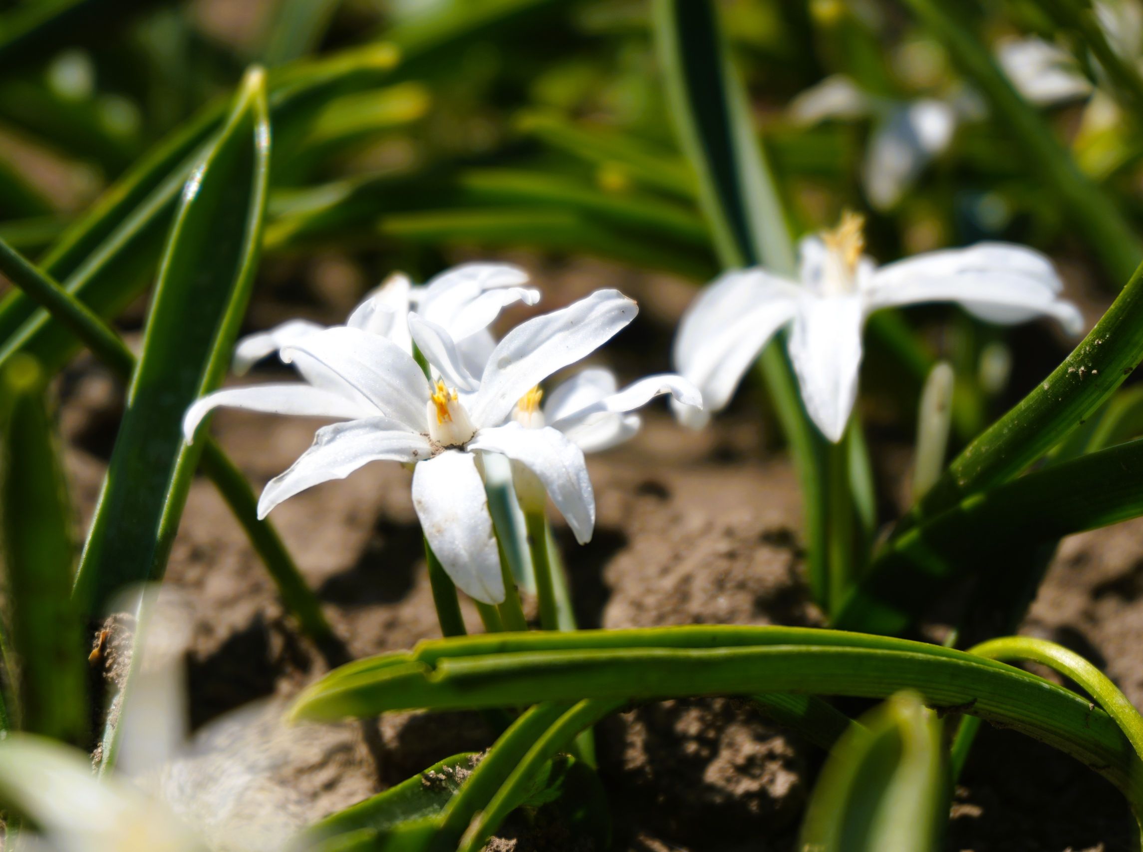 Chionodoxa 'Alba' 30 stuks