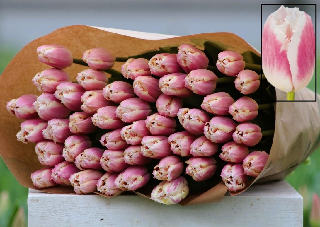 Roze (Siesta) biologische tulpen - Bos 50 stuks