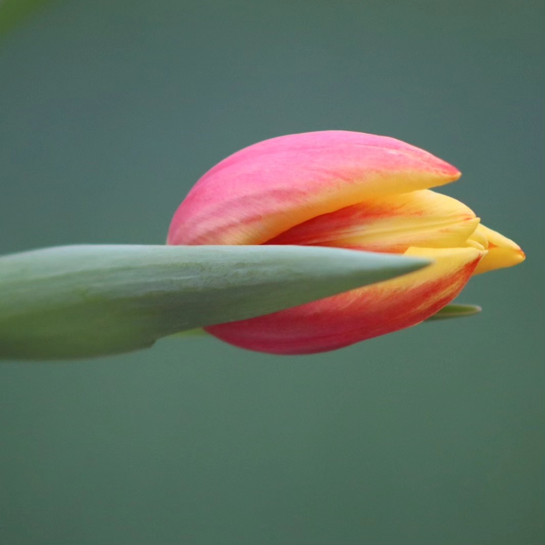 Tweekleurig rood/gele biologische tulpen - Bos 30 stuks