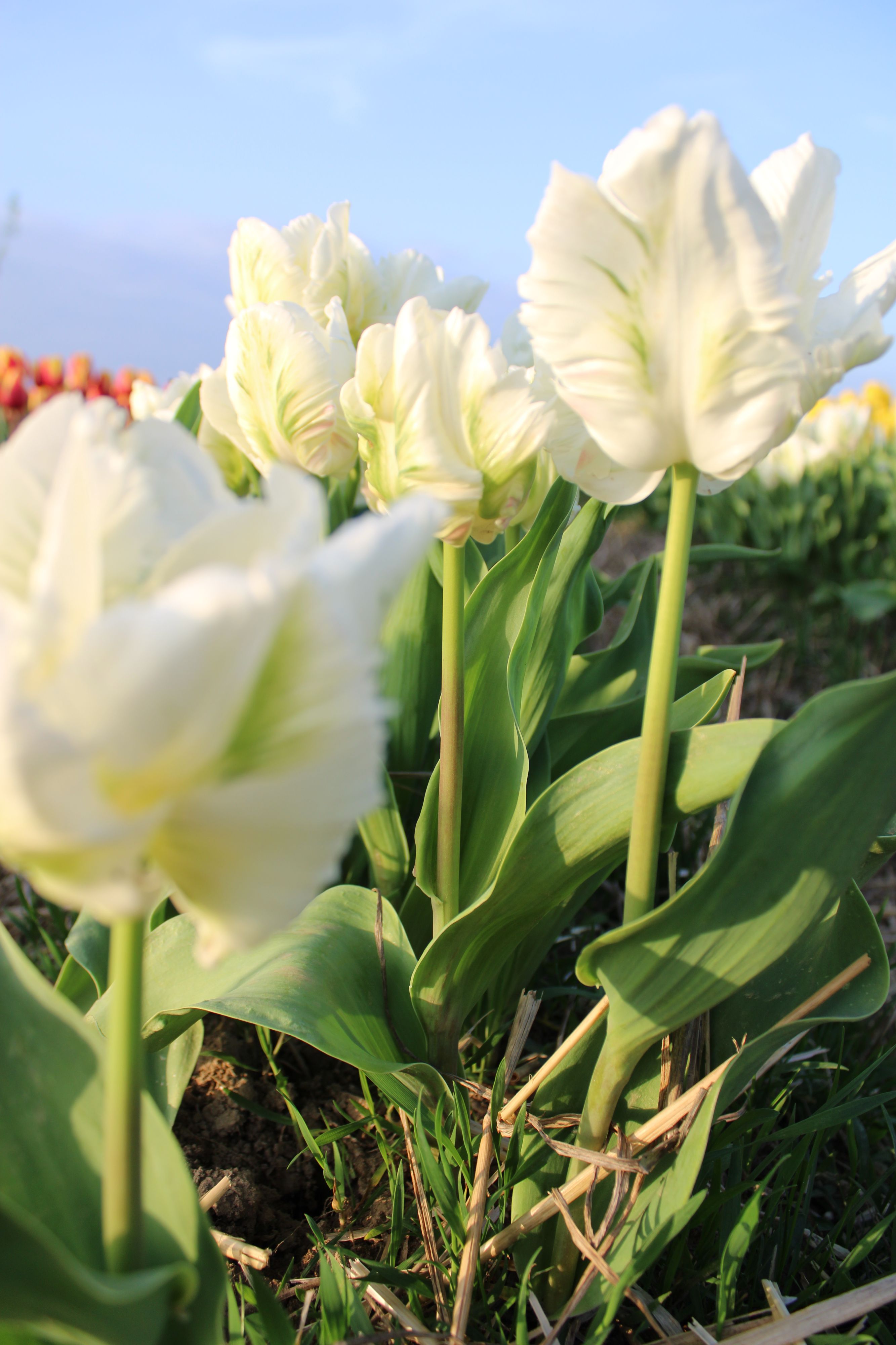 Bio Tulipa 'White Rebel' - Parkiettulp ~ 10 stuks