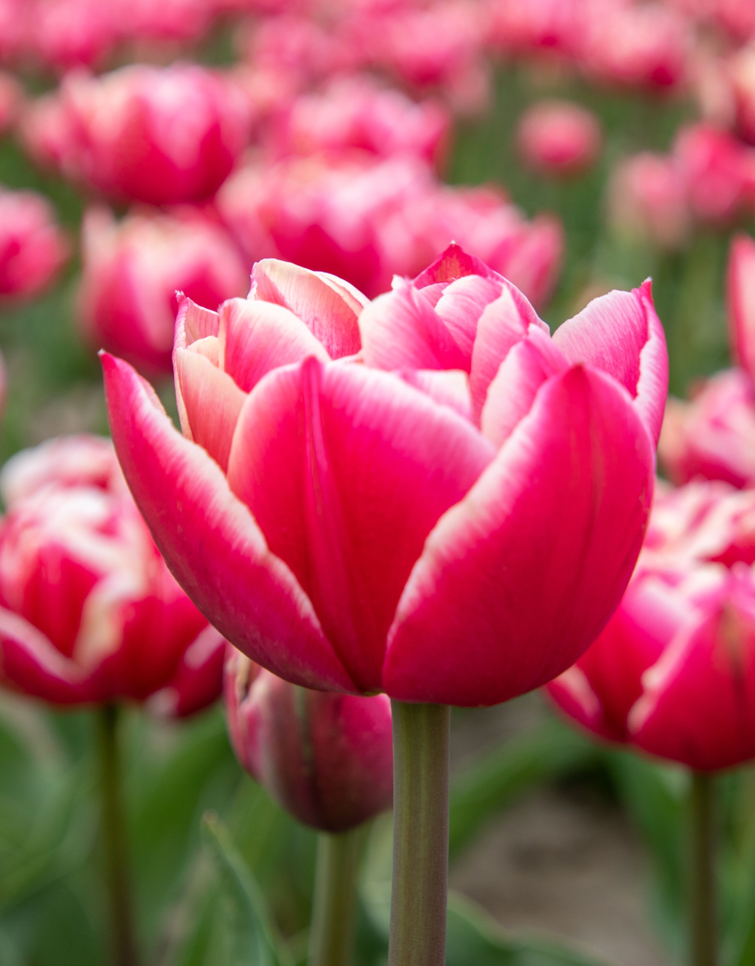 Bio Tulipa 'Columbus' - Dubbelbloemig ~ 10 stuks