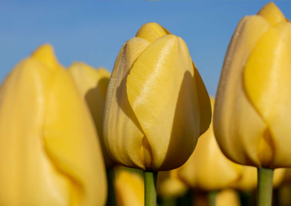 Bio Tulipa 'Novi Sun' - Enkelbloemig ~ 10 stuks