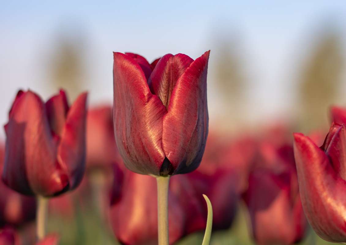 Bio Tulipa 'Ronaldo' - Enkelbloemig ~ 25 stuks