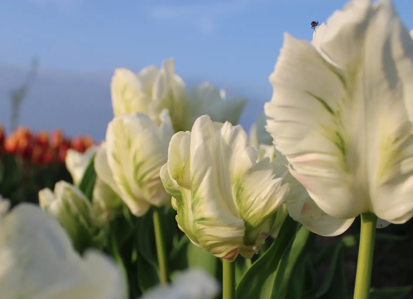 Bio Tulipa 'White Rebel' - Parkiettulp ~ 20 stuks