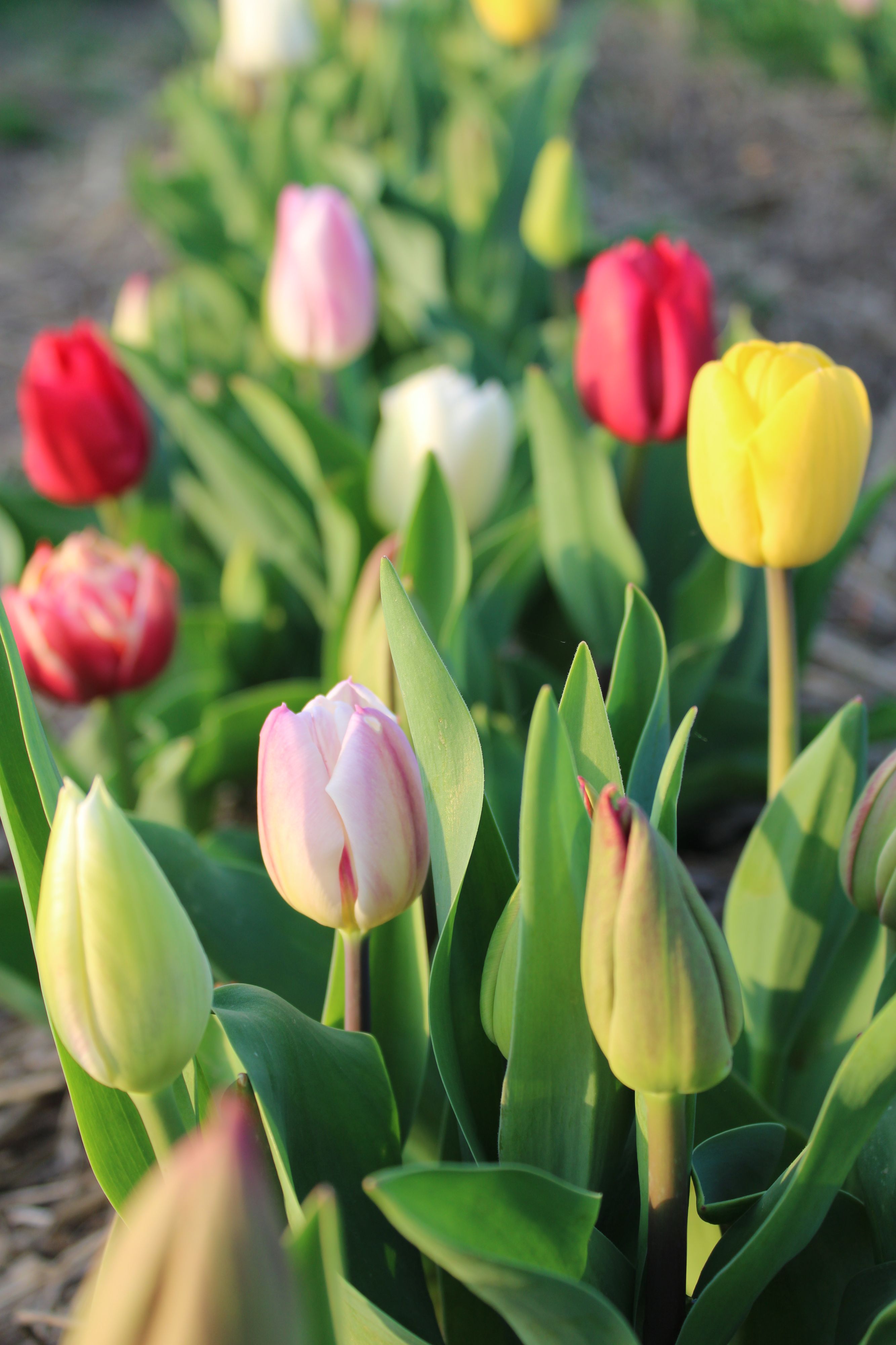 Bio Tulipa 'Pluktuin mix' ~ 50 stuks