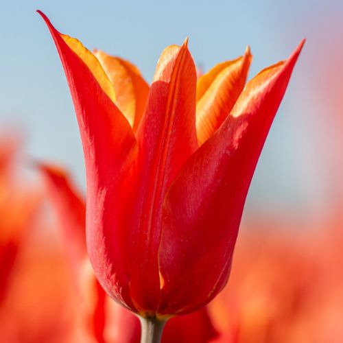 Bio Tulipa 'Ballerina' - Leliebloemig ~ 10 stuks