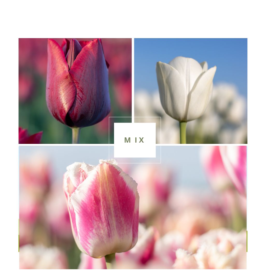 Bio Tulipa 'Mix Paars/wit/roze' - 25 stuks