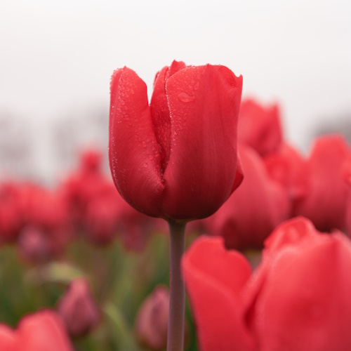 Bio Tulipa 'Escape' - Enkelbloemig ~ 10 stuks