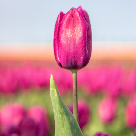 Bio Tulipa 'Purple Prince' - Enkelbloemig ~ 20 stuks