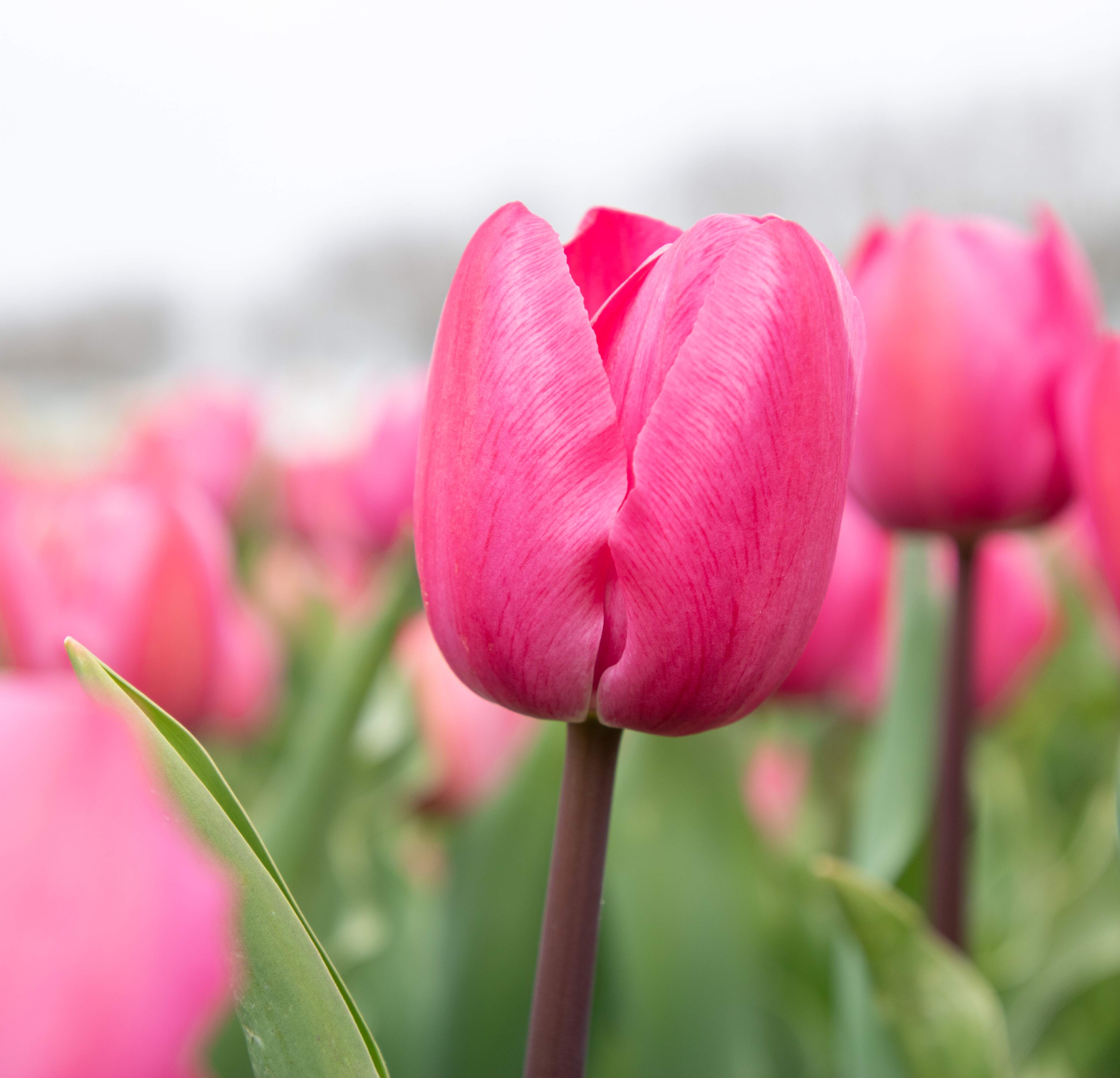 Bio Tulipa 'Tineke vd Meer' - Enkelbloemig ~ 25 stuks