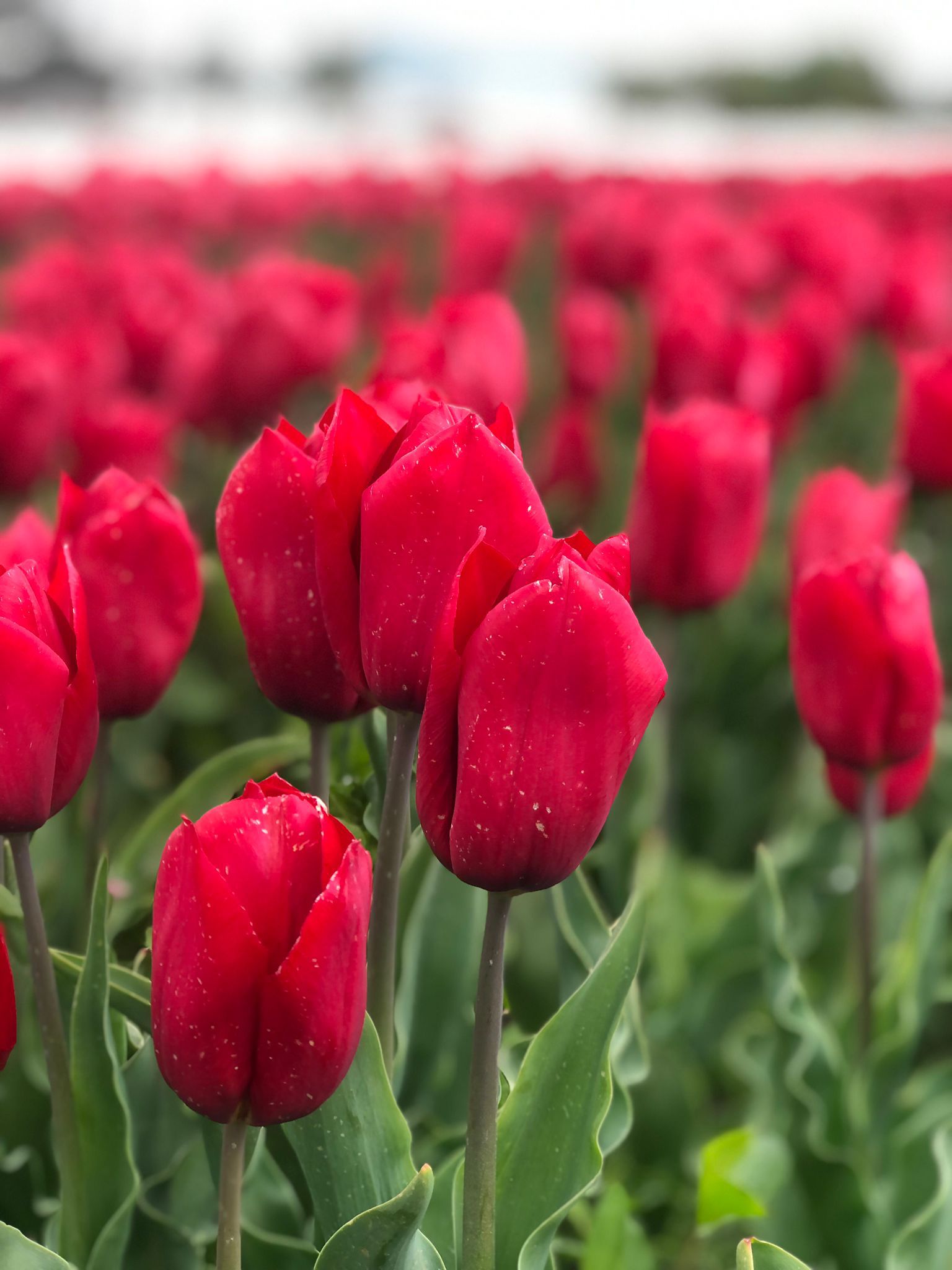 Bio Tulipa 'Strong Love' - Enkelbloemig ~ 25 stuks