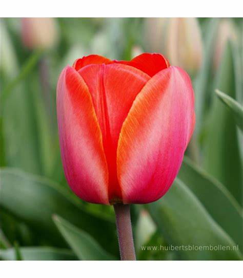 Bio Tulipa 'Ad Rem' - Enkelbloemig ~ 10 stuks