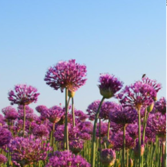 Bio Allium 'Purple Sensation' - 10 stuks