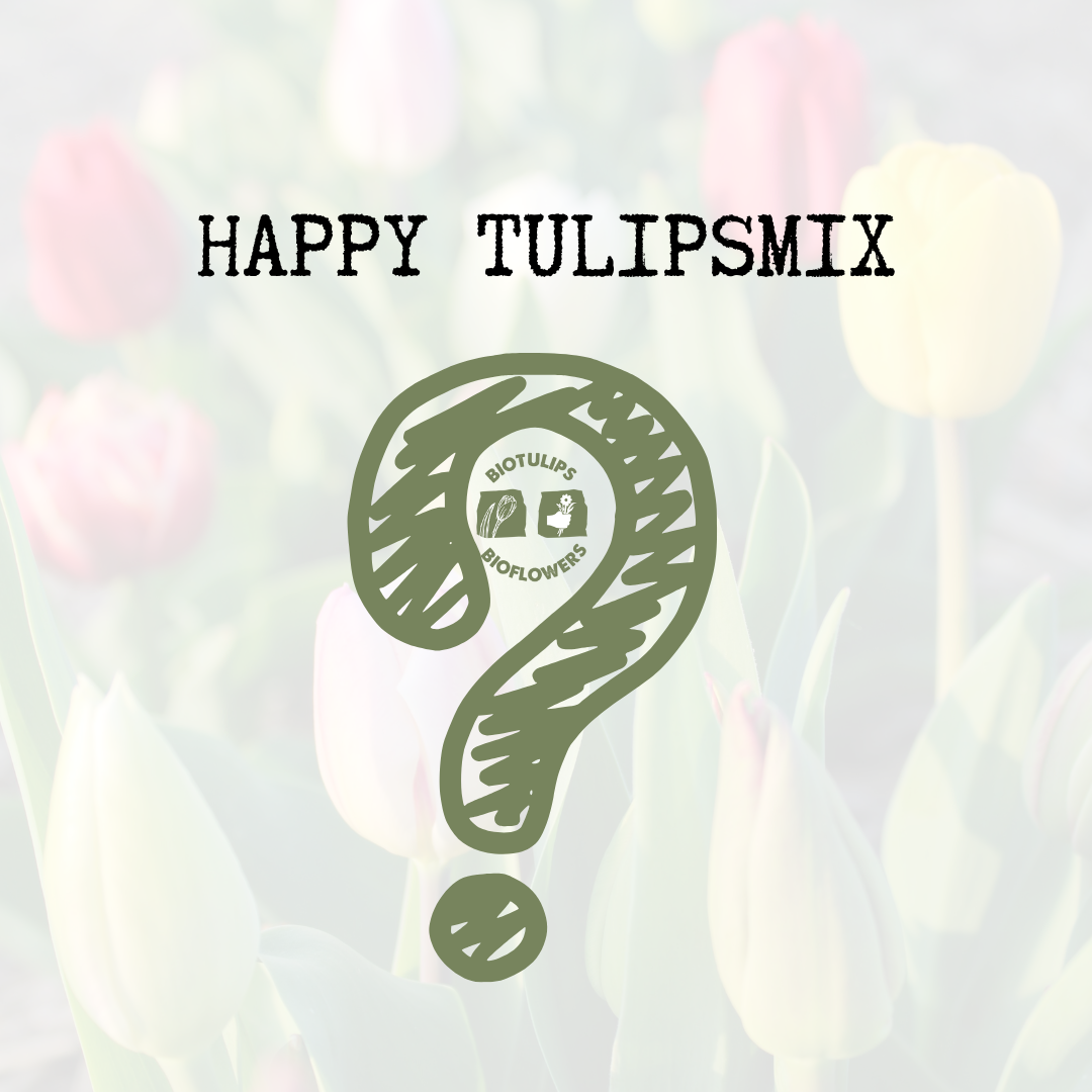 Happy Tulipsmix - 10 stuks