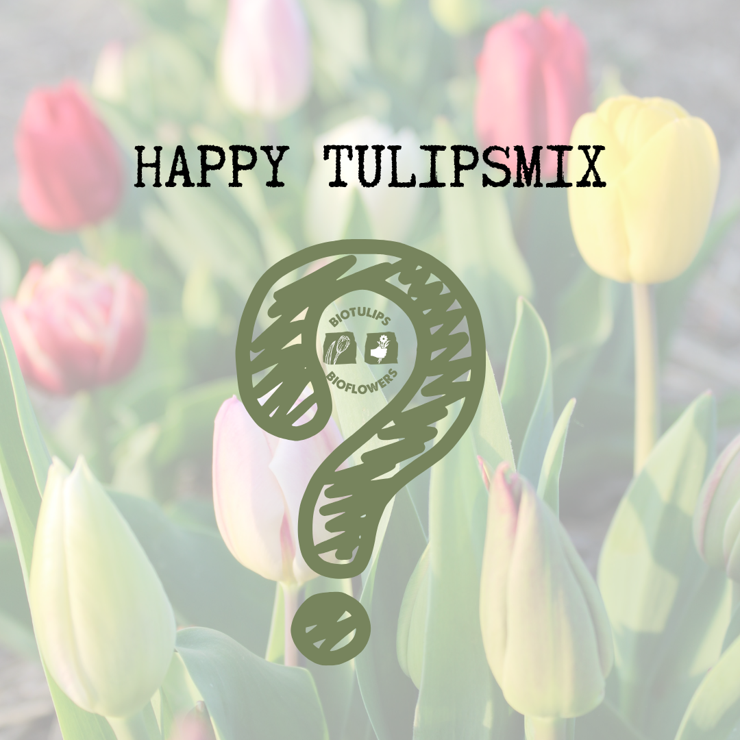 Happy Tulipsmix - 20 stuks