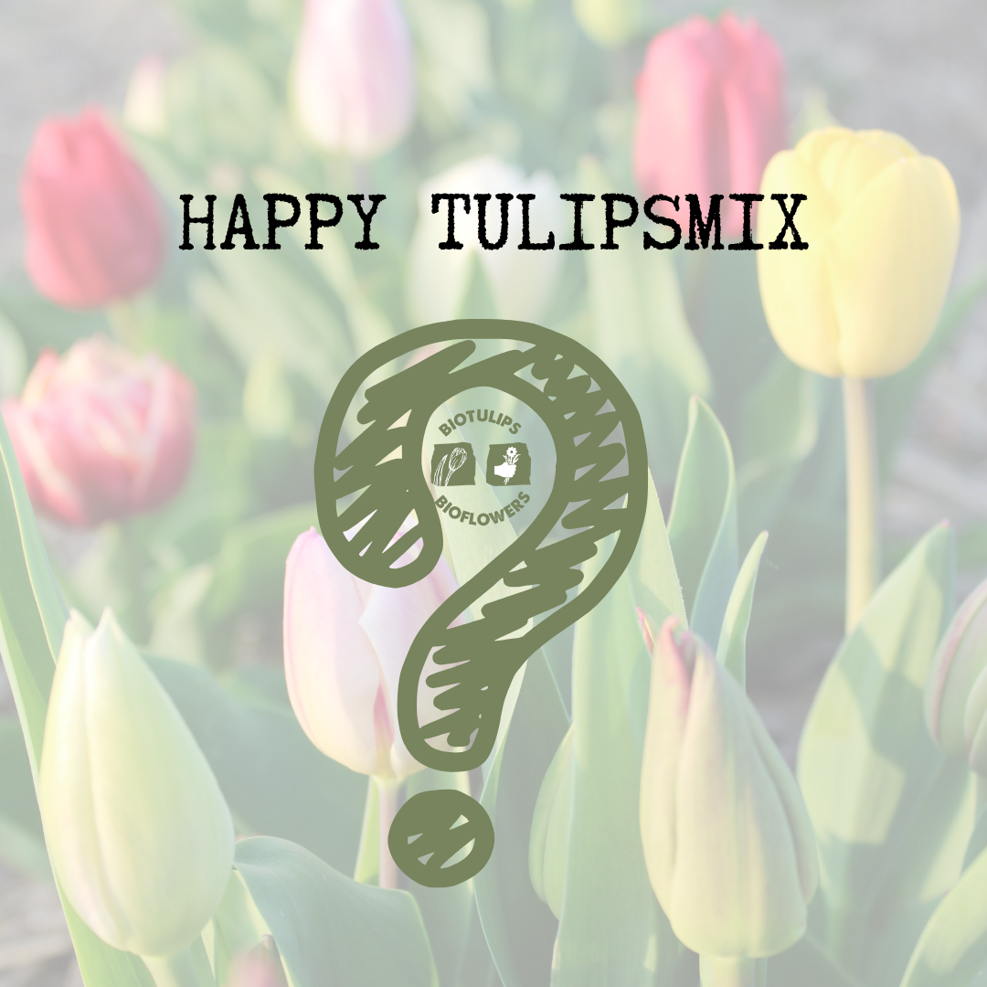 Happy Tulipsmix - 30 stuks
