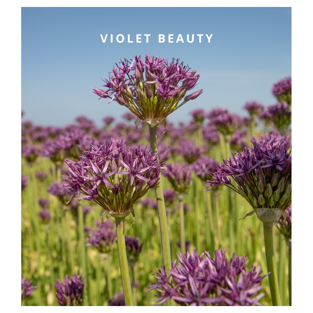 Violet Beauty 5 stuks