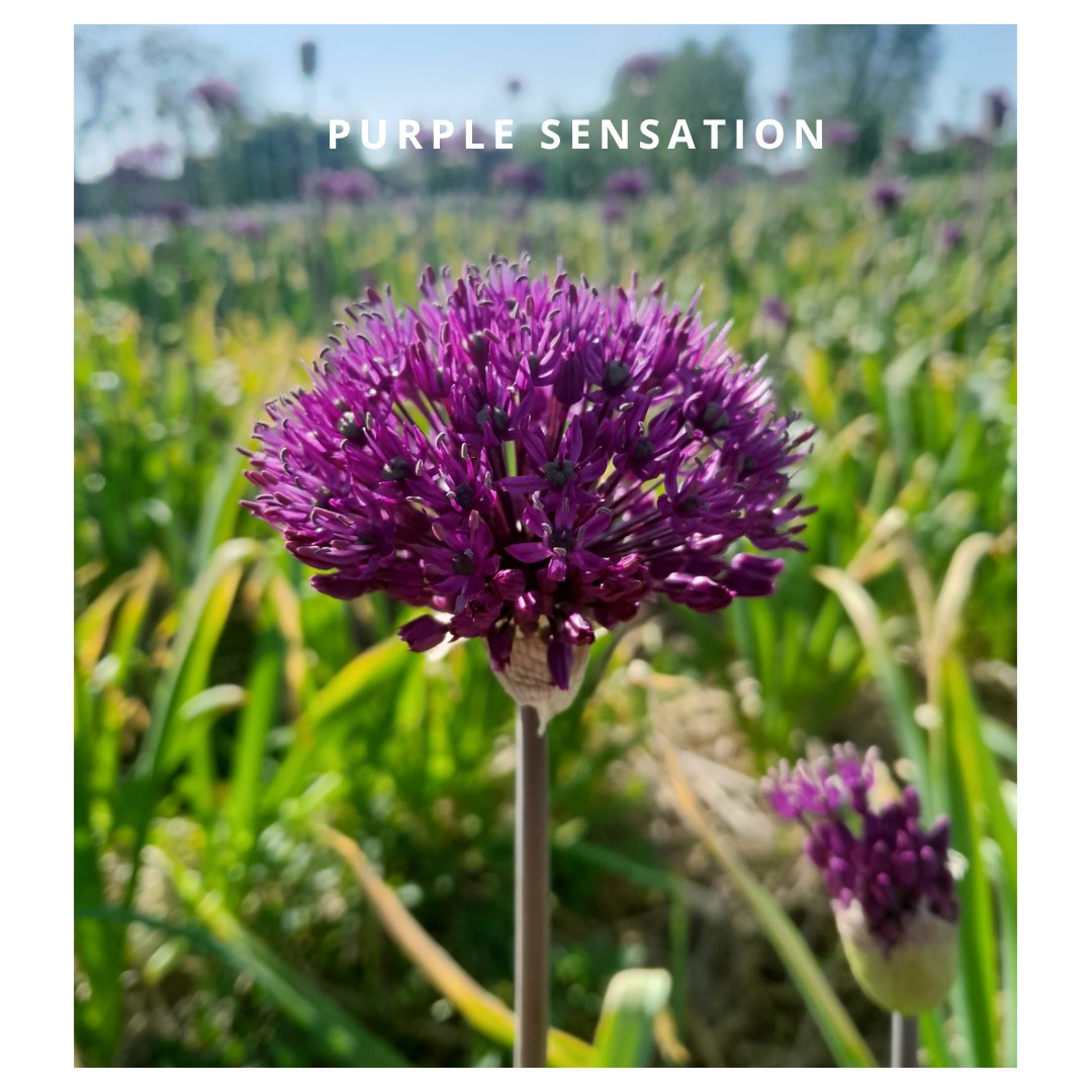 Purple Sensation 5 stuks