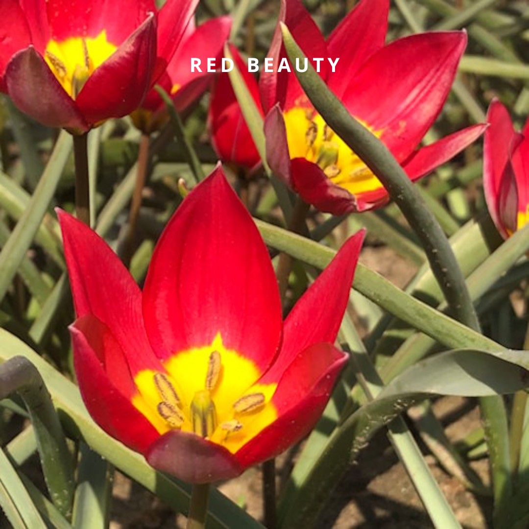 Red Beauty 15 stuks