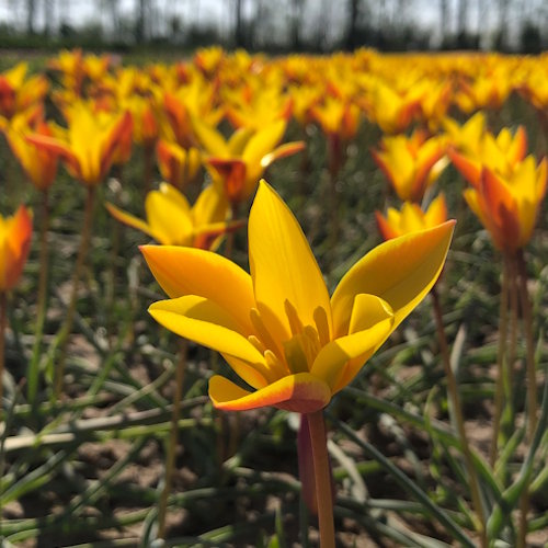 Clusiana Chrysanta 15 stuks