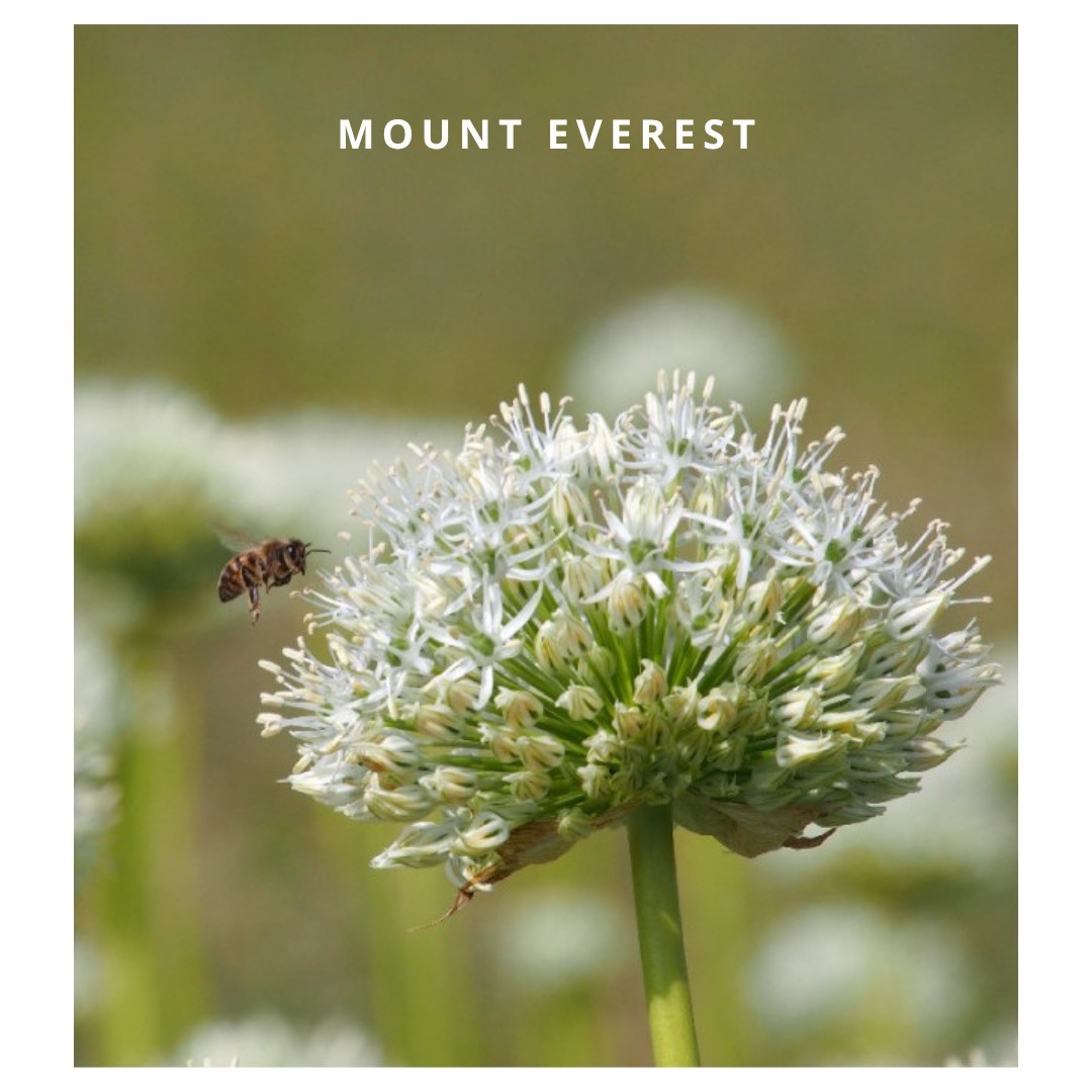 Mount Everest 5 stuks