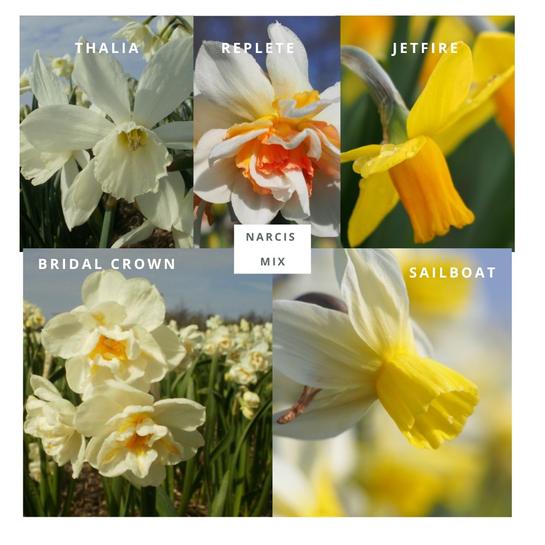 Narcis mix 15 stuks