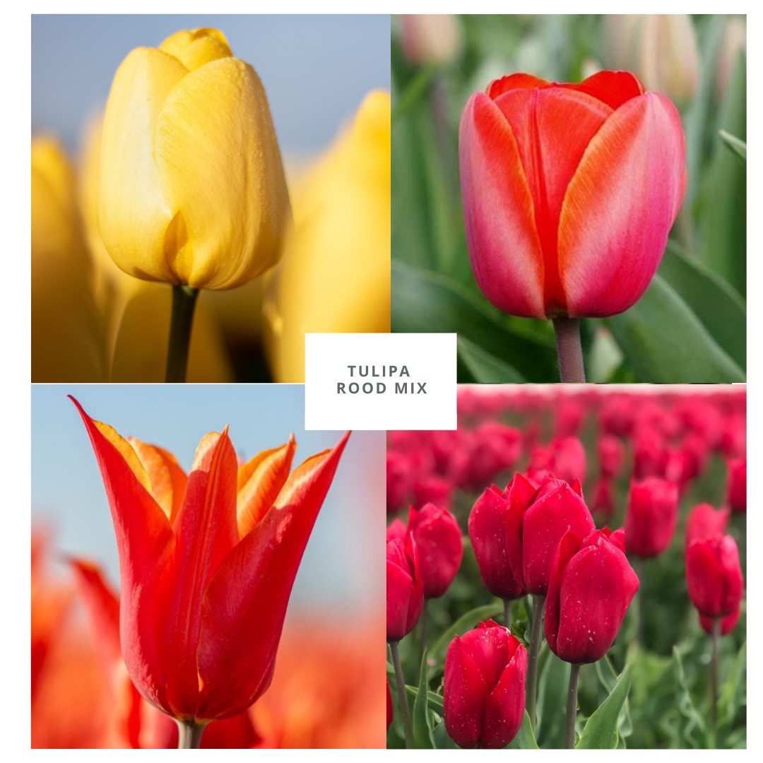 Lentemix Tulipa Rood, Geel & Oranje 50 stuks