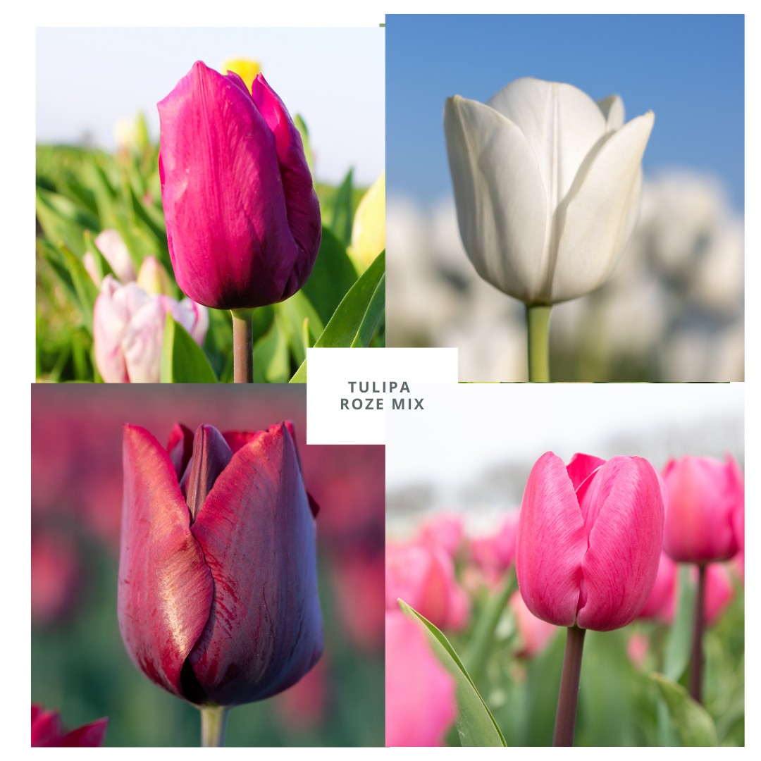Lentemix Tulipa Roze, Paars & Wit 50 stuks