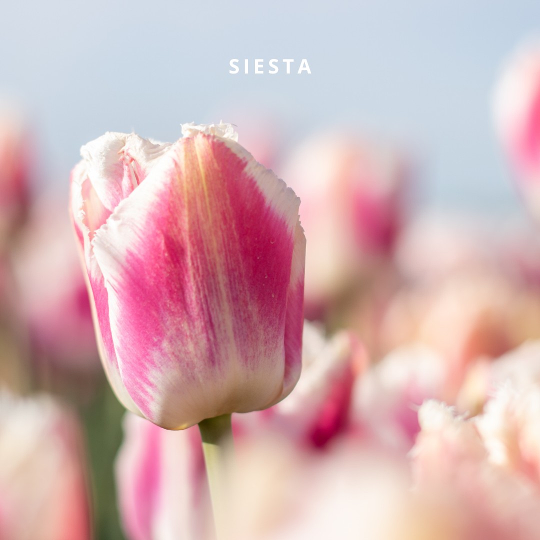 Bio Tulipa 'Siesta' - Crispa ~ 30 stuks