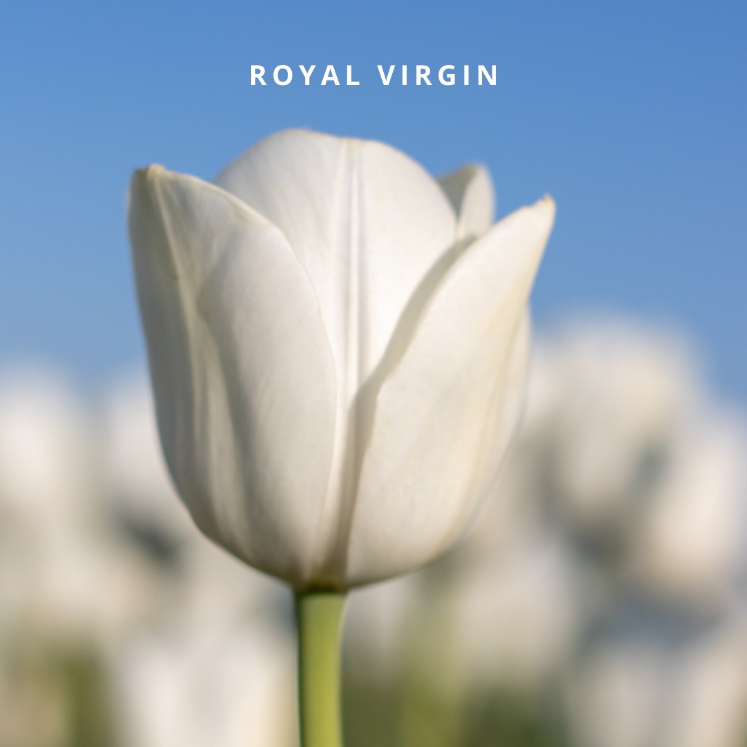 Bio Tulipa 'Royal Virgin' - Enkelbloemig ~ 30 stuks