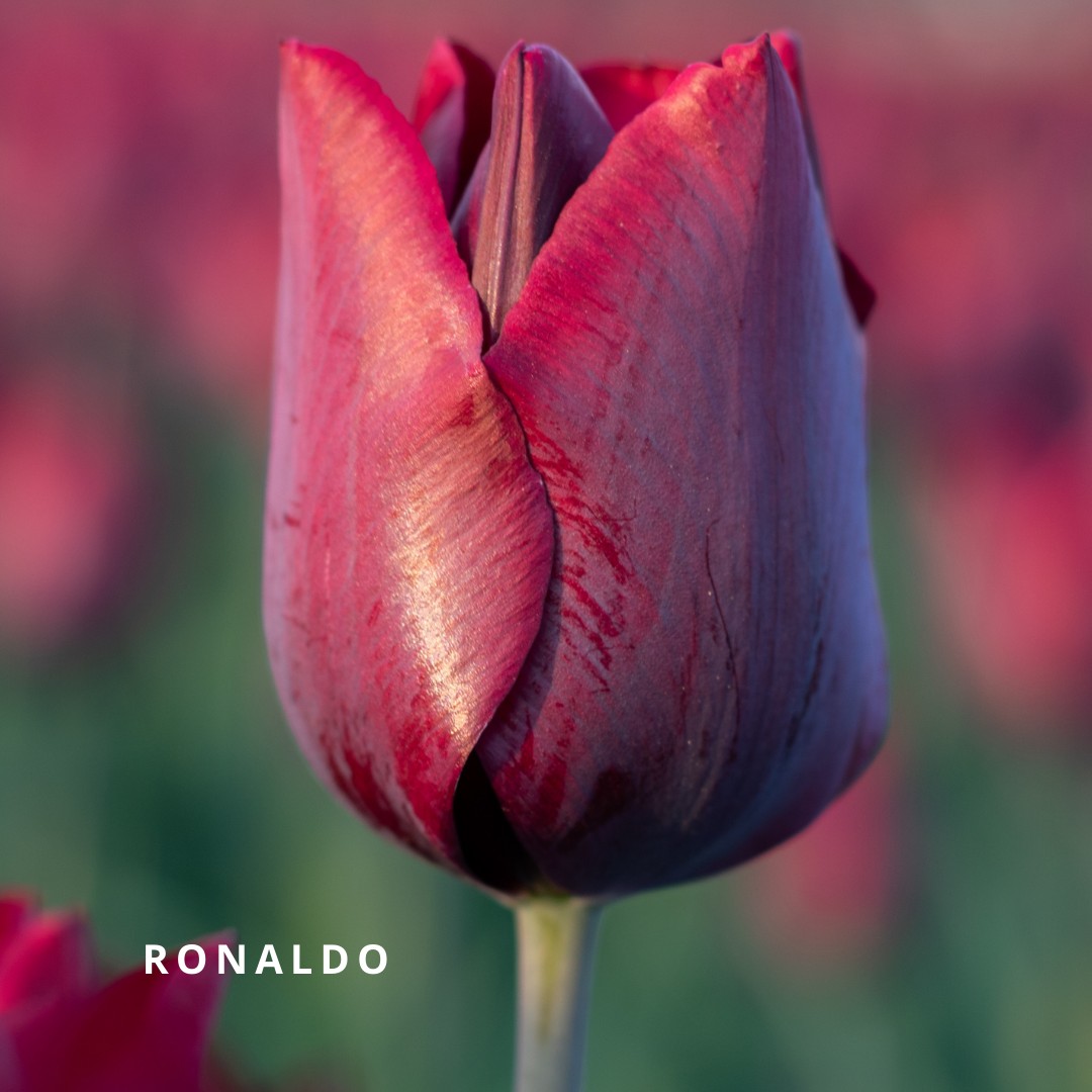 Bio Tulipa 'Ronaldo'  - Enkelbloemig ~ 30 stuks