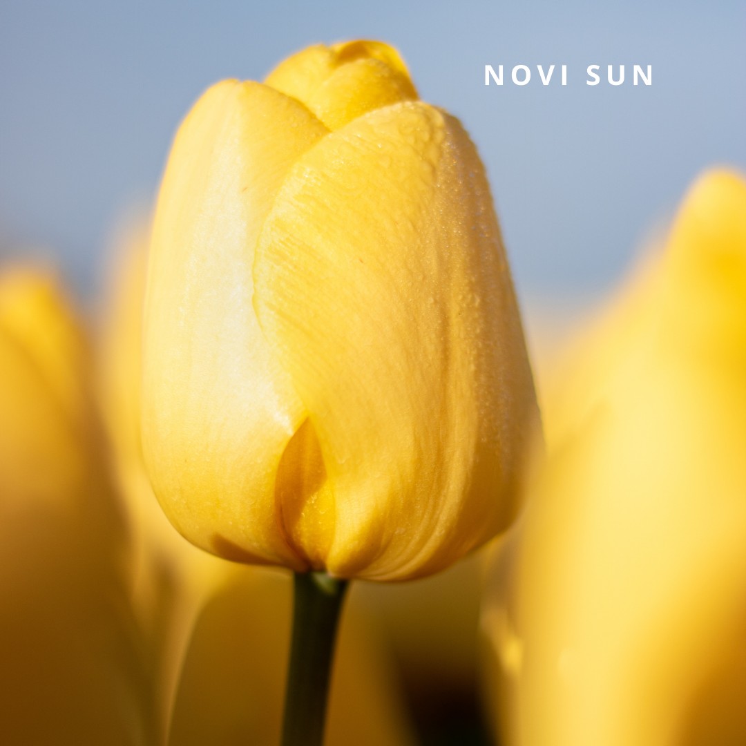 Bio Tulipa 'Novi Sun' - Enkelbloemig ~ 30 stuks