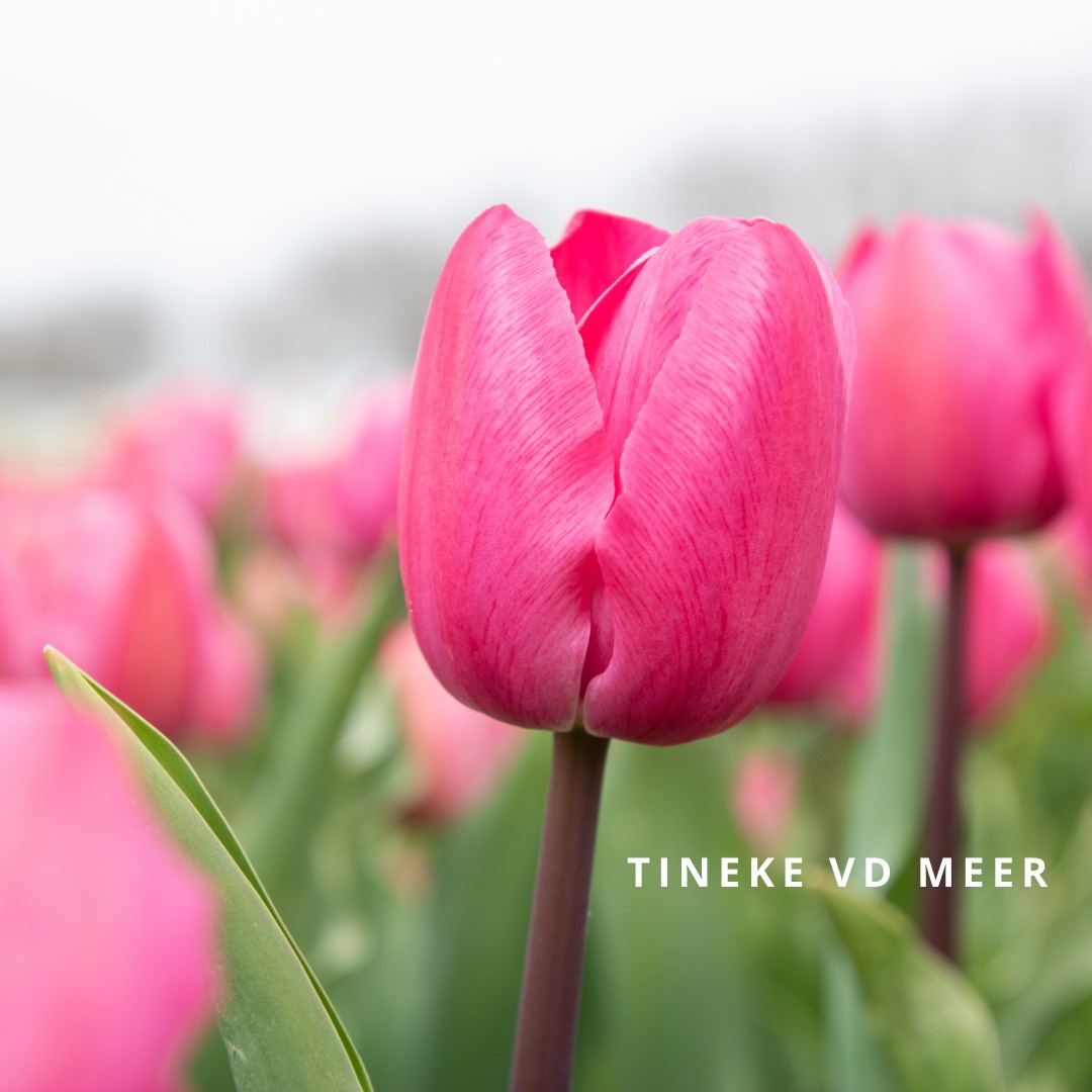 Bio Tulipa 'Tineke vd Meer' - Enkelbloemig ~ 30 stuks