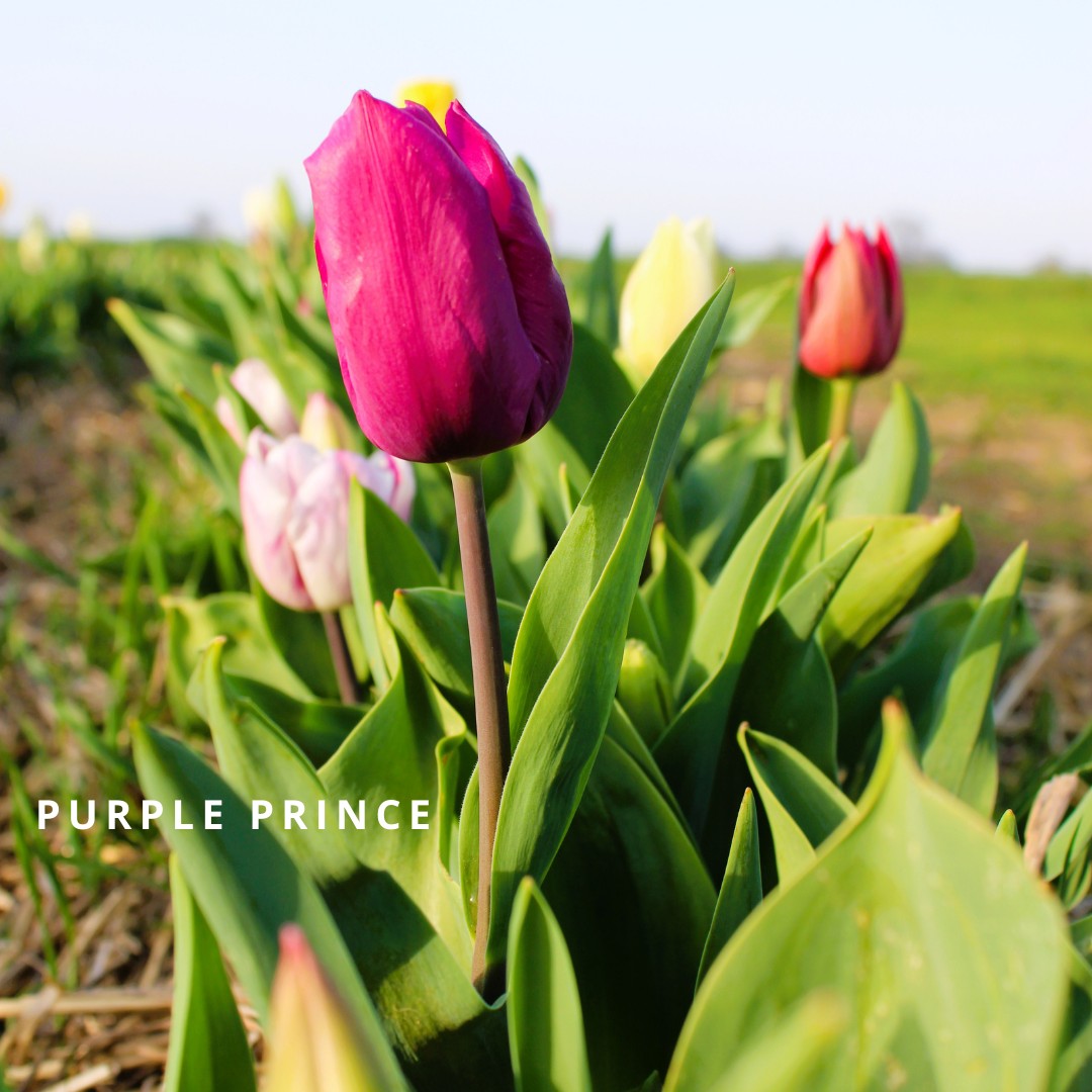 Bio Tulipa 'Purple Prince' - Enkelbloemig ~ 30 stuks
