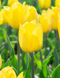 Bio Tulipa 'Strong Gold' - Enkelbloemig ~ 30 stuks