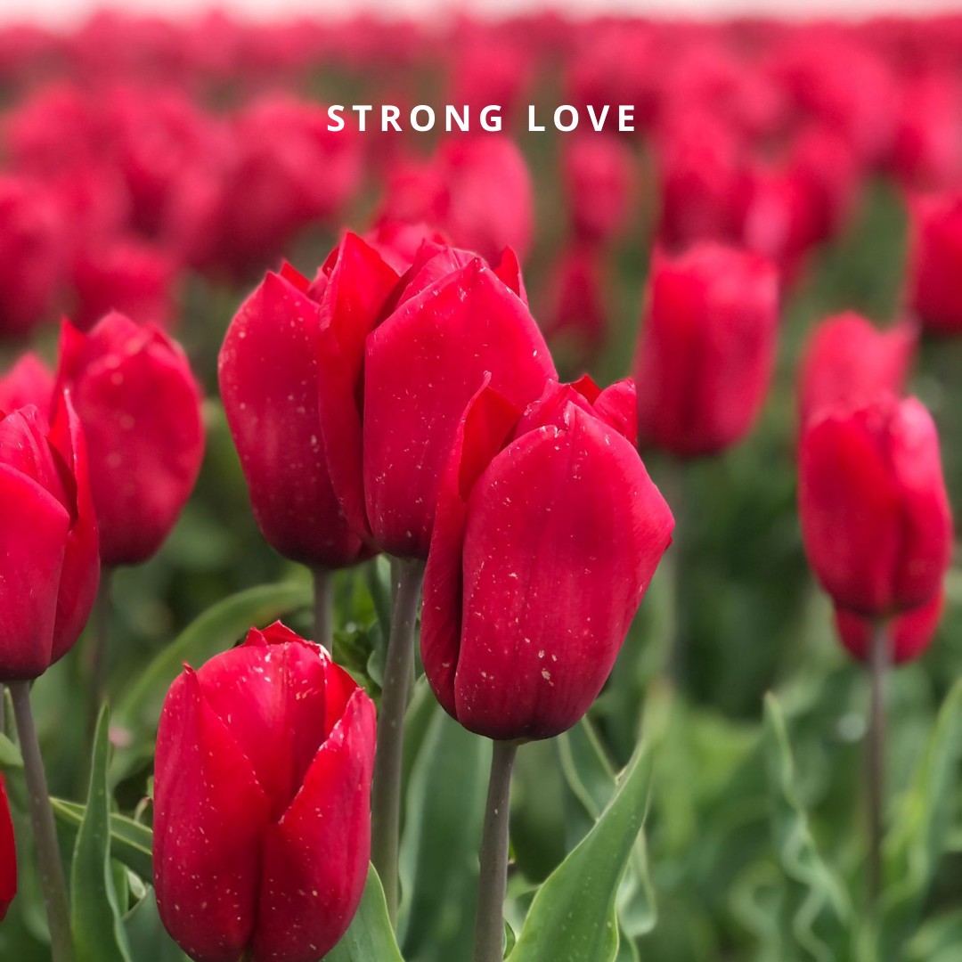 Bio Tulipa 'Strong Love' - Enkelbloemig ~ 30 stuks