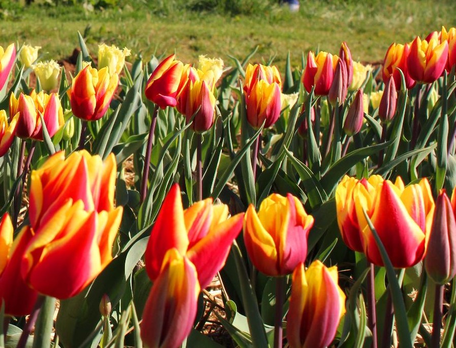 Bio Tulipa 'Jan Seignette' - Enkelbloemig ~ 10 stuks