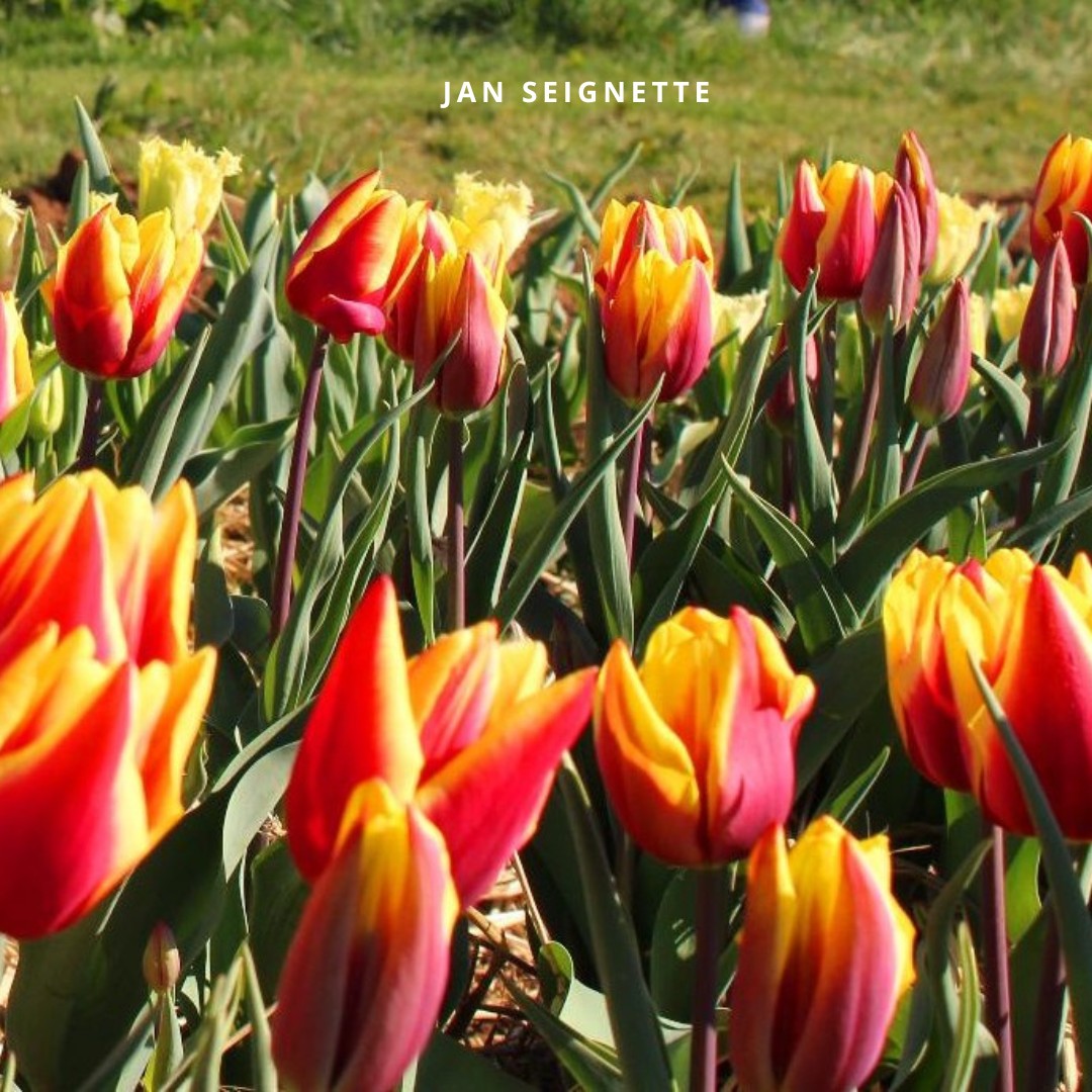 Bio Tulipa 'Jan Seignette' - Enkelbloemig ~ 30 stuks