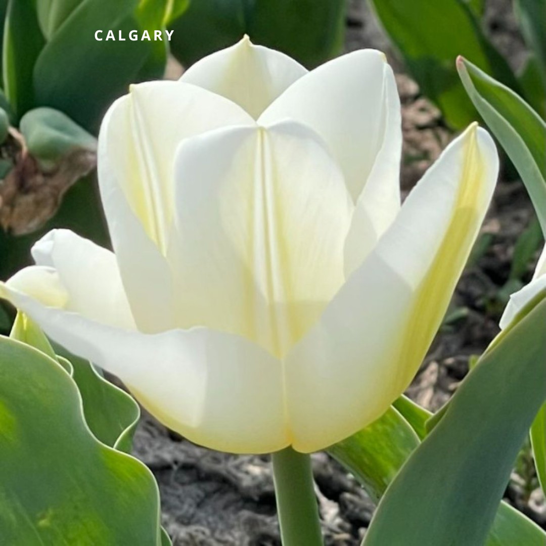 Bio Tulipa 'Calgary' - Enkelbloemig 20 stuks