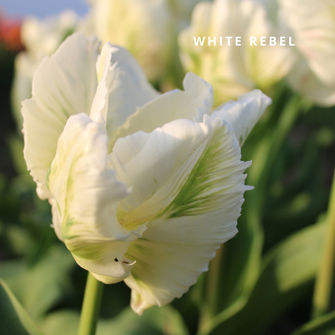 Bio Tulipa 'White Rebel' - Parkiettulp ~ 30 stuks