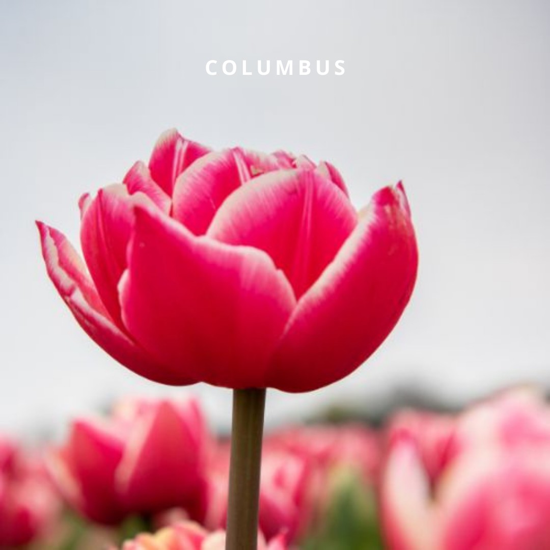 Bio Tulipa 'Columbus' - Dubbelbloemig ~ 30 stuks