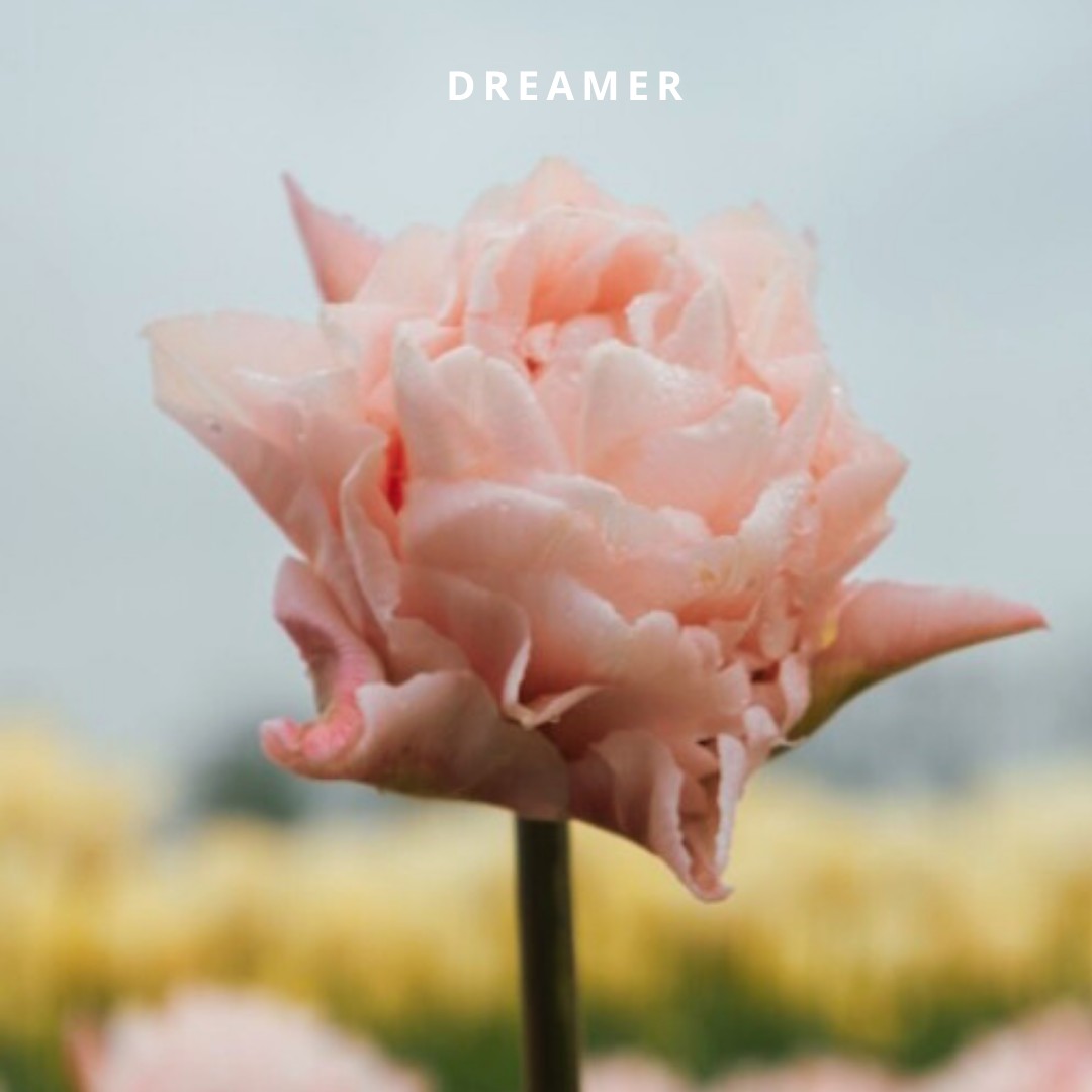 Bio Tulipa 'Dreamer' - Dubbelbloemig ~ 10 stuks