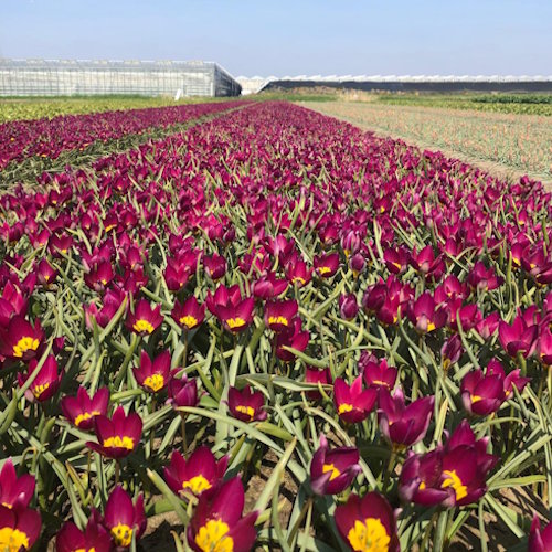 Persian Pearl 15 stuks